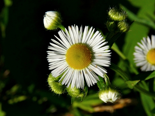 {Erigeron annuus}